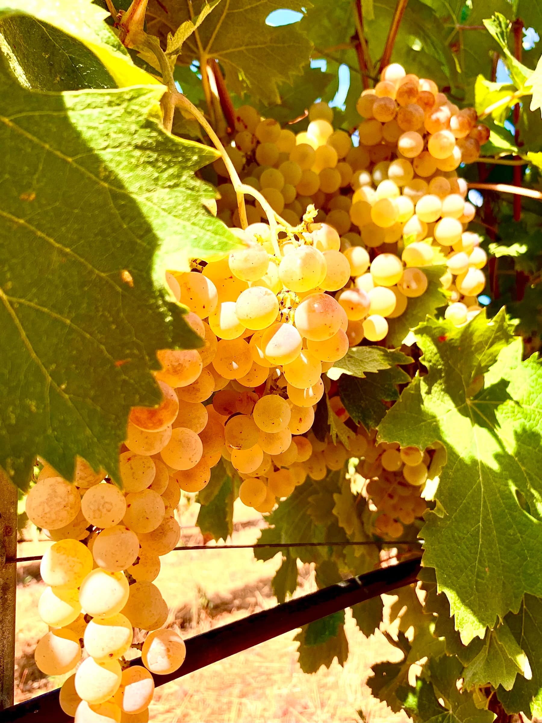 Grappoli d'uva dorata in controluce tra le foglie